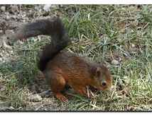 Ecureuil d'Eurasie ou écureuil roux - Sciurus vulgaris
