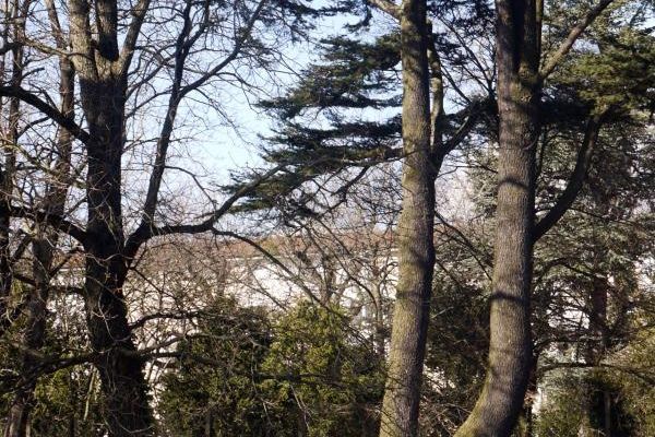 VARIATION  SUR  LE  CEDRE  DU  LIBAN