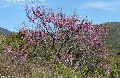 Cercis siliquastrum  -  arbre de Judée