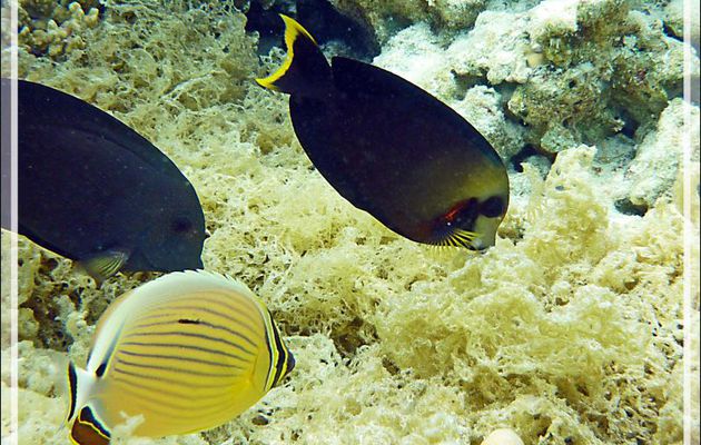 Poisson chirurgien chocolat, Chocolate surgeonfish (Acanthurus pyroferus) - Jardin de Corail - Motu Tautau - Taha'a - Polynésie française