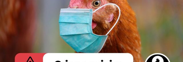 Grippe aviaire : la France vaccine ses poules à l’ARNm… au risque d’anéantir sa filière avicole