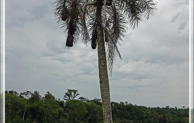 Nids d'oiseaux, de type "tisserins", sur un arbre perchés ... - Puerto Iguazu - Argentine