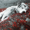 Loup
