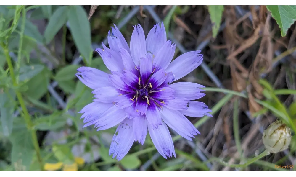 des fleurs pendant mes balades 
