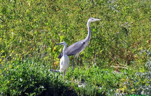 Héron et aigrette