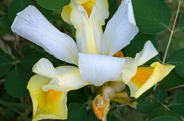 MES FLEURS DU JARDIN ET +++  -3