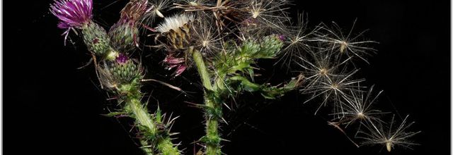 Cirse des Marais (1) - Cirsium palustre