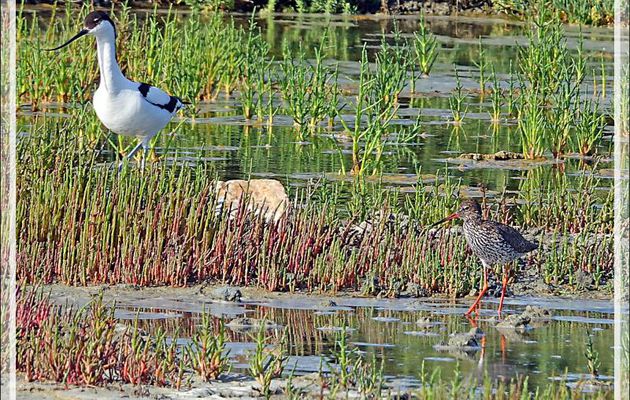 Le Chevalier gambette, Common Redshank (Tringa totanus), l'Avocette élégante, Pied Avocet (Recurvirostra avosetta) et la salicorne - Ars-en-Ré - Ile de Ré - 17