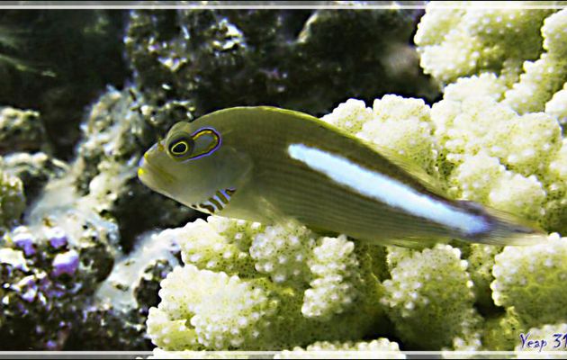 Épervier strié ou à arcade ou Poisson-faucon à tempe annelée, Arc-eye hawkfish or Ring-eye hawkfish (Paracirrhites arcatus) - Passe Tumakohua - Fakarava sud - Tuamotu - Polynésie française