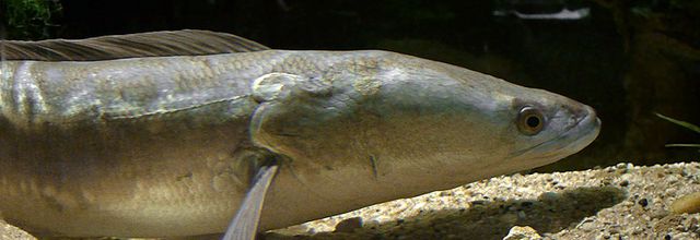 Un poisson à tête de serpent capturé en Angleterre