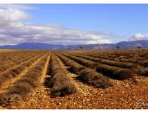 L'hiver sur le Plateau de Valensole
