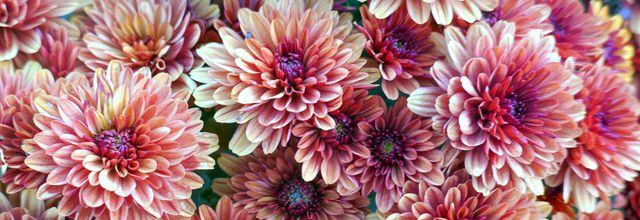 Les fleurs des chrysanthèmes 