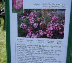 Planter un rosier en motte