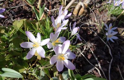 Fleurs