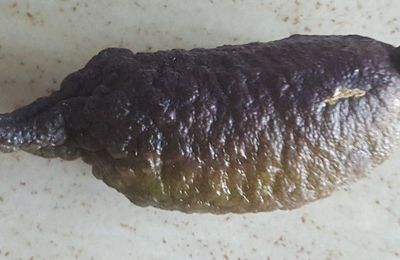 EB - Mes citronniers caviar - septembre 2021...