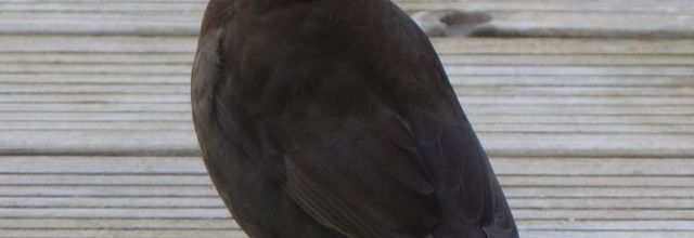 Les oiseaux..