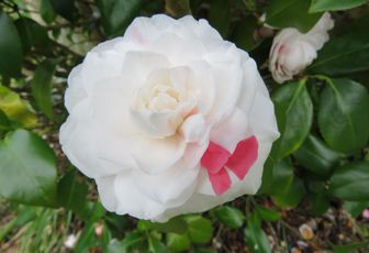 mon camélia bi-color