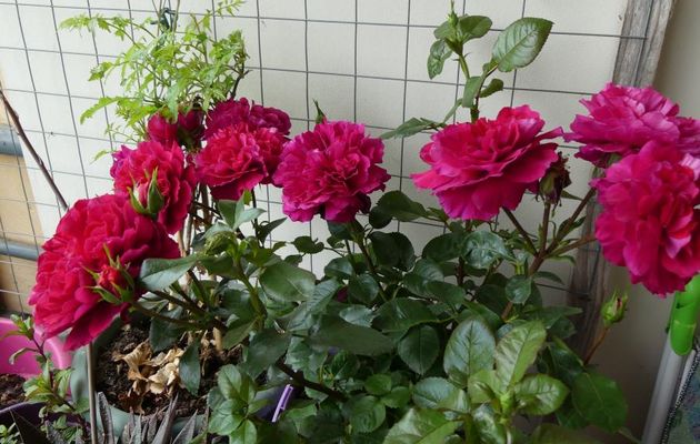 A  LA  SAUCE  RADIOACTIVE