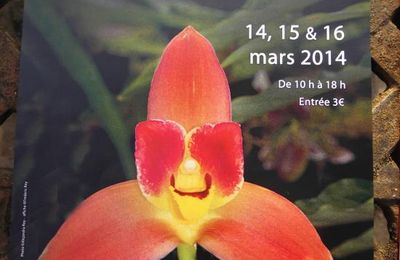 Odontoglossum...à vos souhaits!!