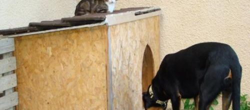 Vie de chien 2
