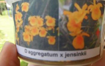 Dendrobium : sortie de couveuse.