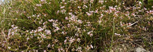 Asperula cynanchica - herbe à l'esquinancie