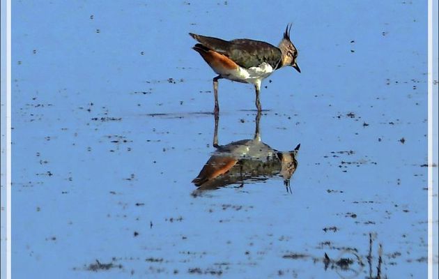 Vanneau huppé, Northern Lapwing (Vanellus vanellus) - La Couarde-sur-Mer - Ile de Ré - 17
