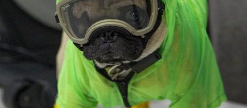 Harley, le chien qui soulage le stress des médecins