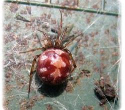 Steatoda triangulosa