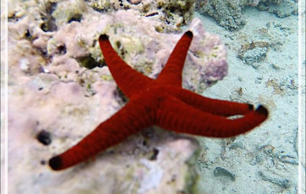 Snorkeling : Etoile de mer indienne, Indian sea star (Fromia indica) - Moofushi - Atoll d'Ari - Maldives