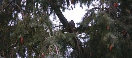 Un visiteur inquiétant