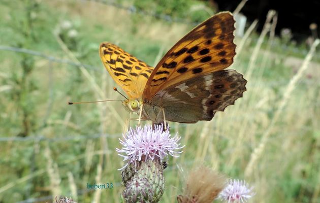 un papillon cet été en Auvergne