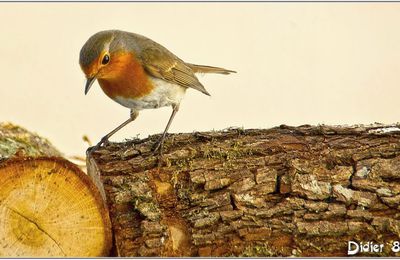 Rouge-Gorge (1) - Erithacus rubecula