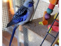 Belles Bleues