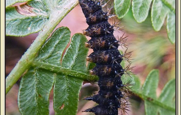 Faune des Pyrénées (Images de mon ancien blog, année 2010)