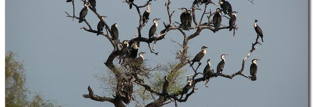 LES OISEAUX AU SENEGAL 
