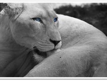 La lionne aux yeux bleus