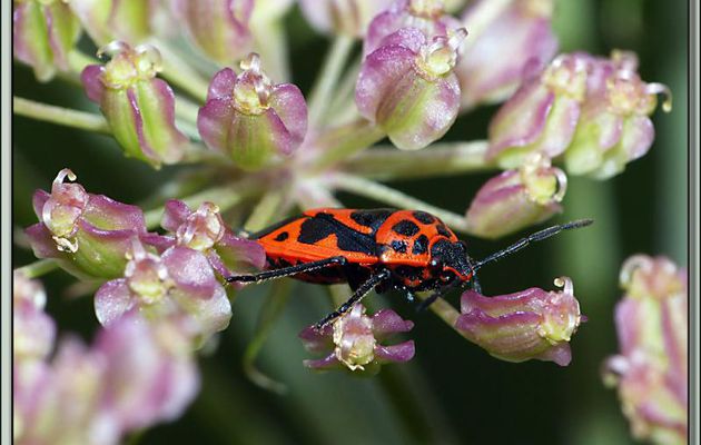Punaise des crucifères (Eurydema dominulus) - Lartigau - Milhas - 31