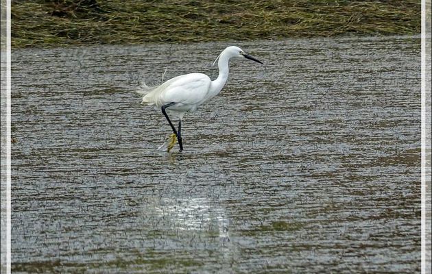Aigrette garzette, Little Egret (Egretta garzetta) - La Couarde-sur-Mer - Ile de Ré - 17