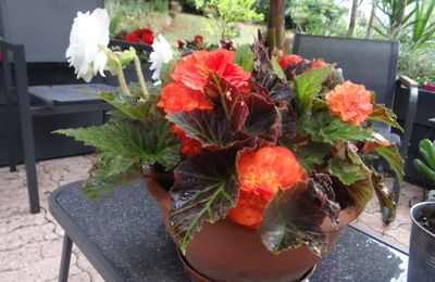 Les Bégonias Tubéreux