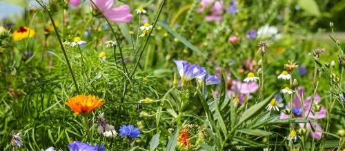 Une histoire de fleurs et de couleurs...
