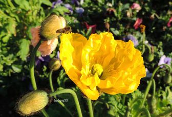une abeille sur une fleur 