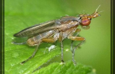 Limnia unguicornis/palludicola