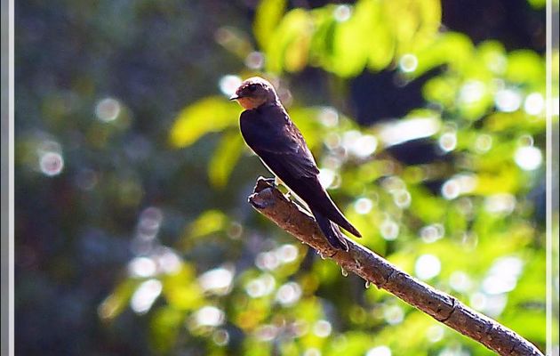 Hirondelle à gorge rousse, Southern Rough-winged Swallow (Stelgidopteryx ruficollis) - Inkaterra Hacienda Concepcion - Puerto Maldonado - Pérou