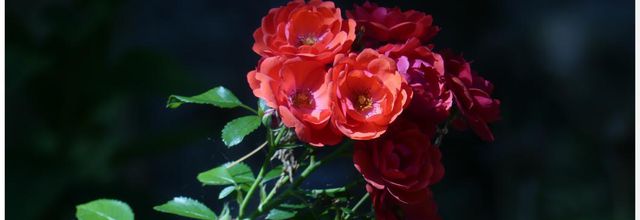 Roses kadora
