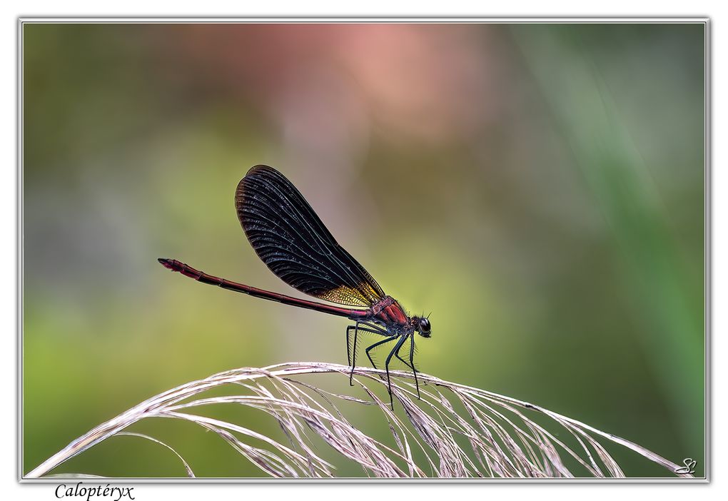 04 - Insectes