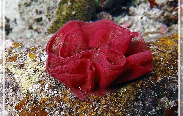 Nudibranche éolien rouge (Favorinus mirabilis)  en train de faire de la dentelle avec une ponte de Danseuse Espagnole - Les Tétons - Nosy Tsarabanjina - Nosy Mitsio - Madagascar