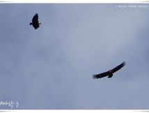 Vautour fauve - Gyps fulvus - Griffon Vulture