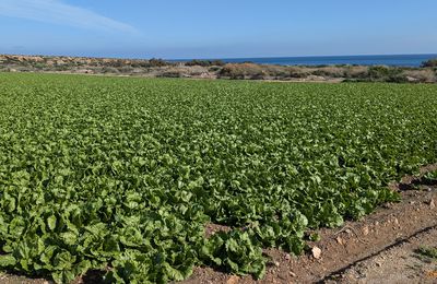 Balades autour de Aguilas 