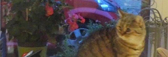 Dimanche c'est chat 